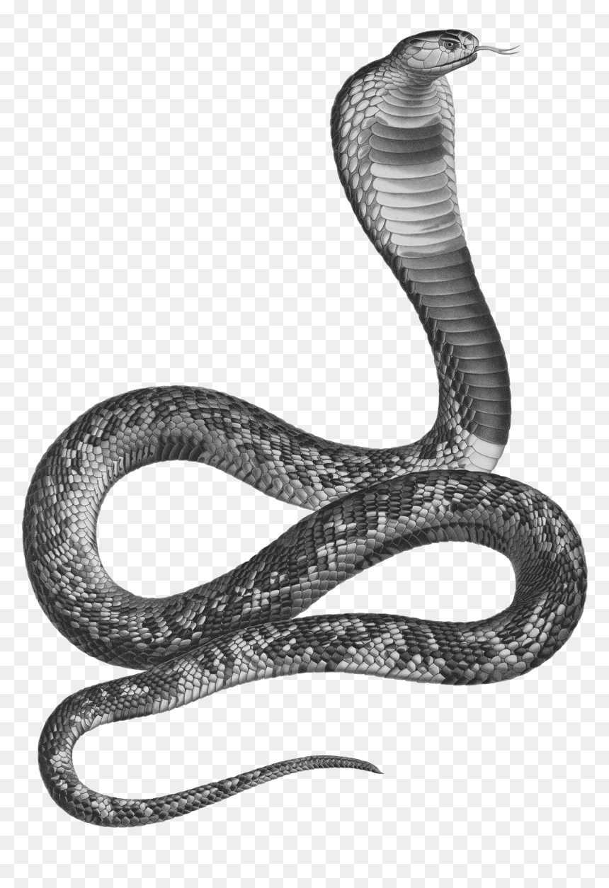 Transparent Cobra Snake Png - Ancient Egypt Asp Snake, Png Download - cobra snake png