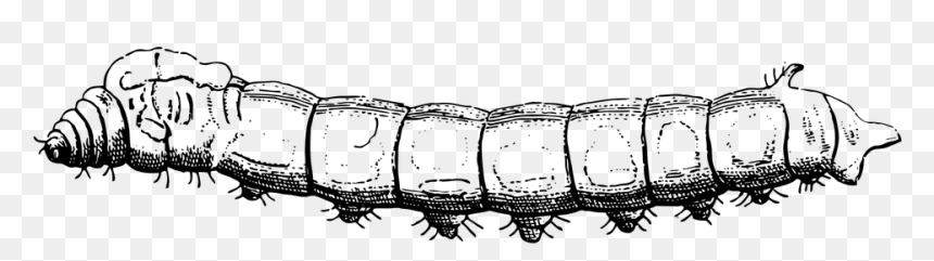 Silk Worm, Silk, Bug, Caterpillar, Nature, Insect - Silk, HD Png Download - earthworm png