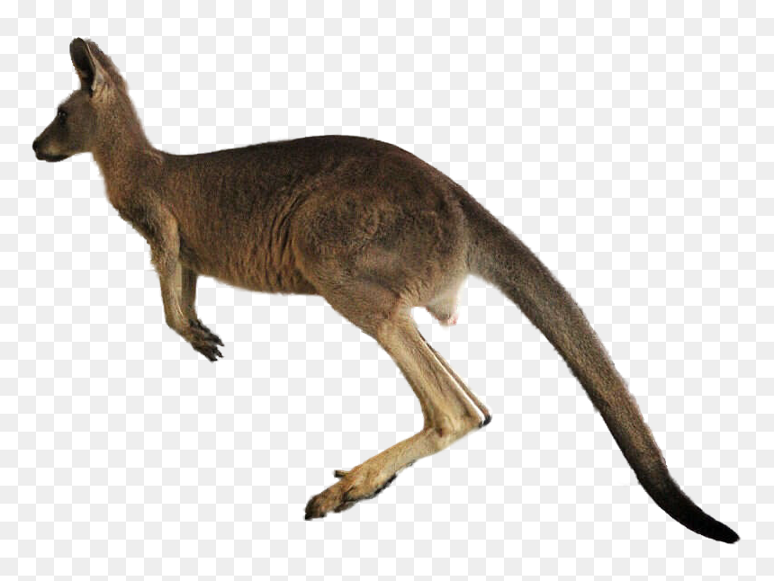 Kangaroo Png Transparent Images - Kangaroo Transparent Background, Png Download - kangaroo clipart png