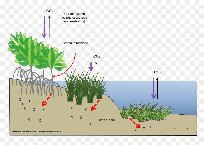 Wetlands Climate Change, HD Png Download - wetland png