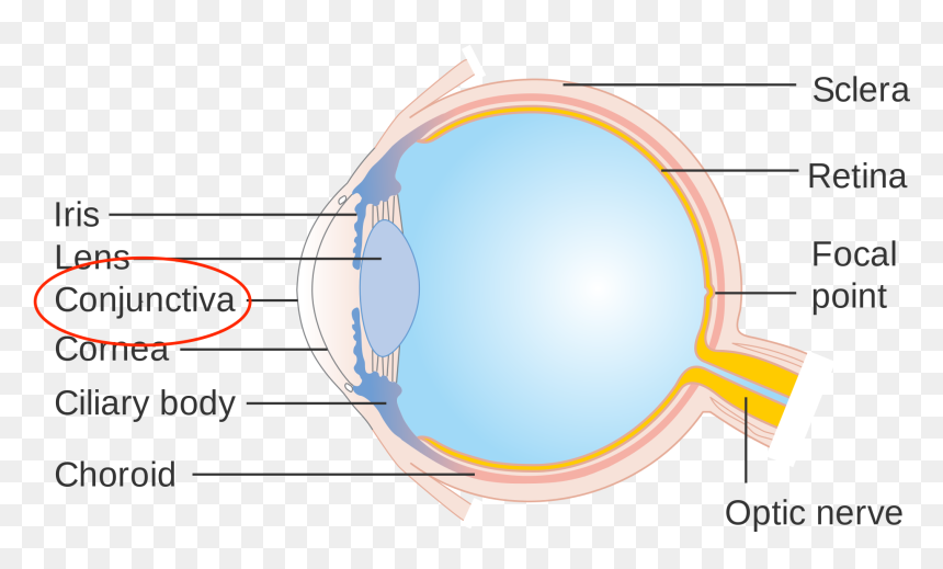 Parts Of Eye - Portable Network Graphics, HD Png Download - bloodshot eyes png
