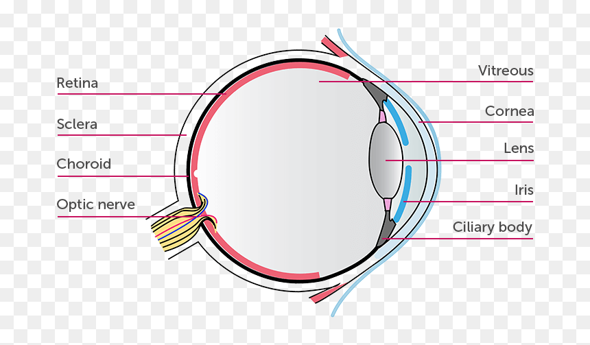 Circle, HD Png Download - bloodshot eyes png