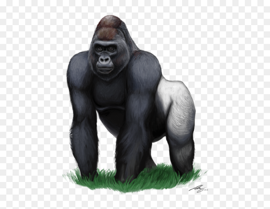Gorilla Clipart - Gorilla Png, Transparent Png - zoo animals png