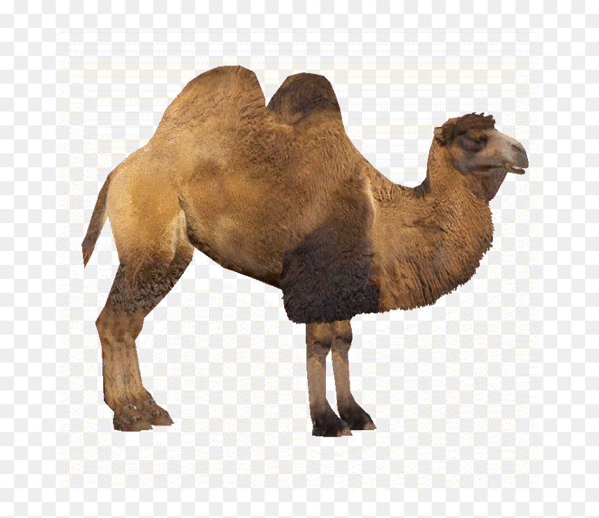 Camel Png - Zoo Tycoon 2 Camel, Transparent Png - zoo animals png