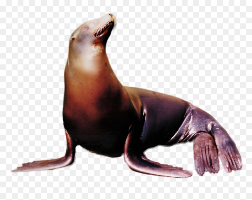 Thumb Image - Sea Lion Transparent Png, Png Download - lion png images