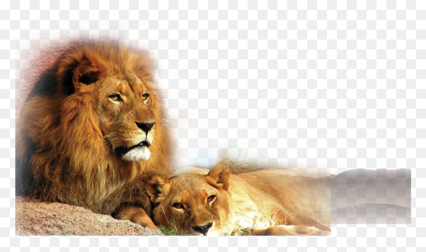 Transparent Lion Cub Clipart - Lion Husband And Wife, HD Png Download - lion png images