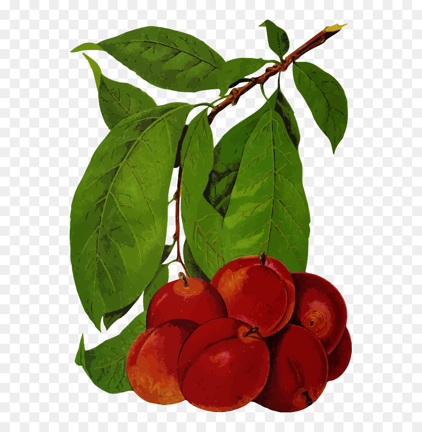 Plums - Fruit Tree, HD Png Download - plums png