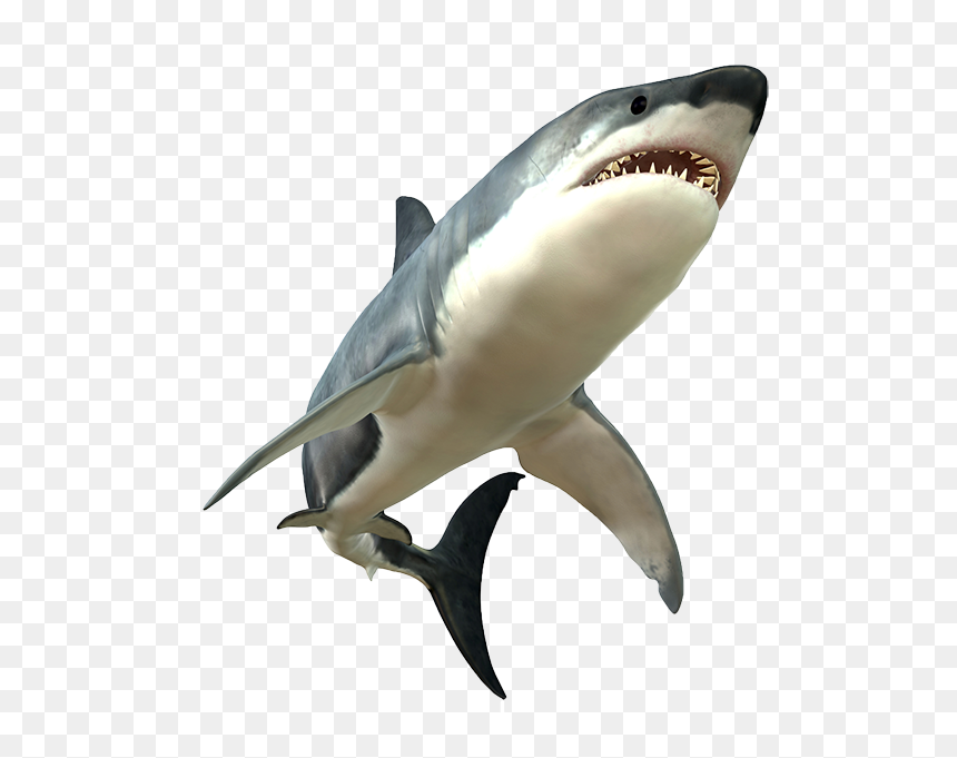 Shark Png Picture - Shark Png Transparent, Png Download - shark png transparent
