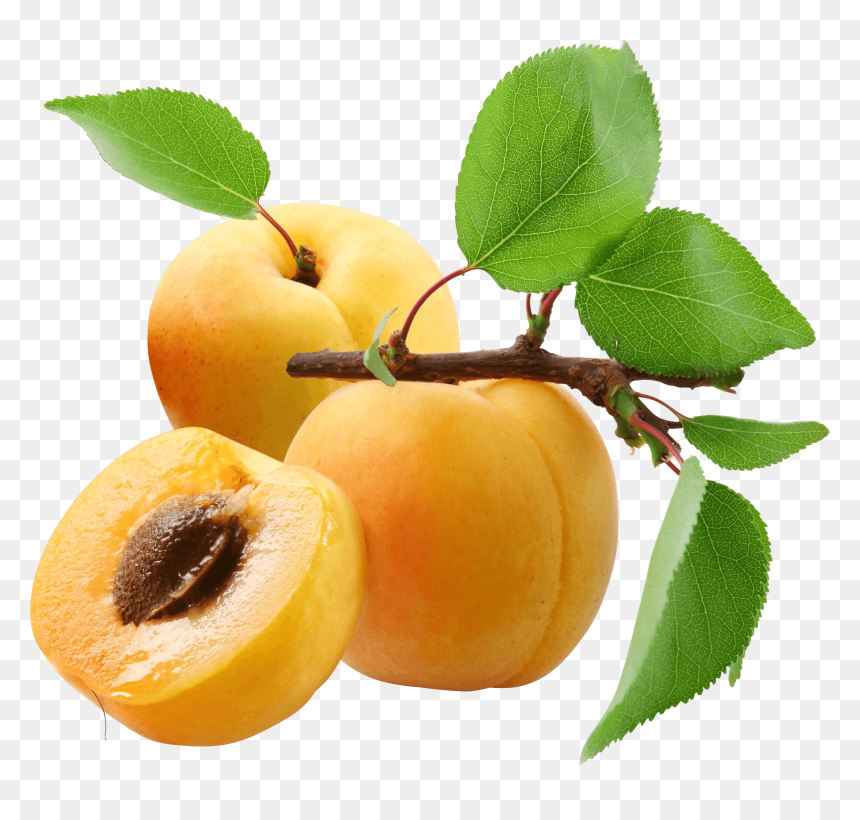 Wild Yellow Plum - Apricots Png, Transparent Png - plums png
