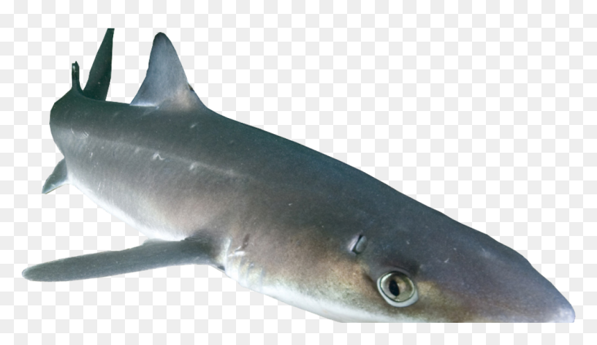Transparent Shark Png Transparent - Spiny Dogfish Png, Png Download - shark png transparent