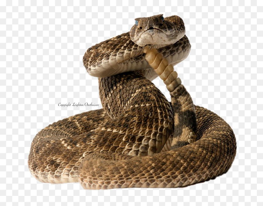 Diamondback Snake Png Pic - Snake Coiled Transparent, Png Download - snake png transparent
