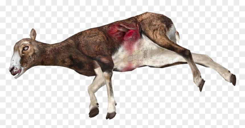 Dead Sheep Png, Transparent Png - dead rat png