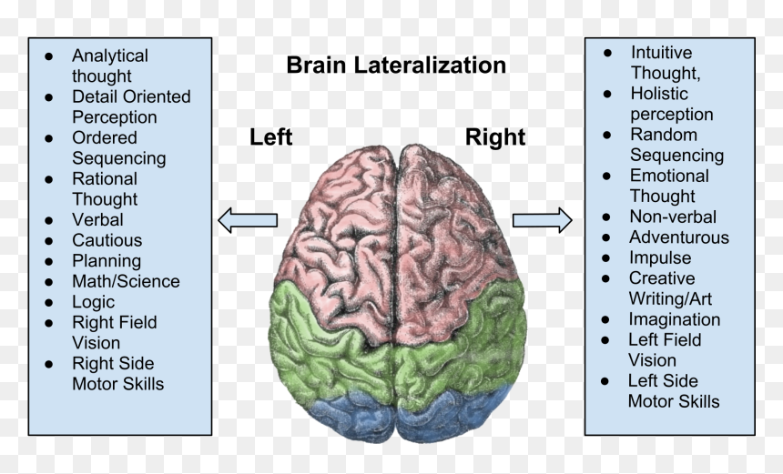Men And Women Think Different, That"s For Sure - Left Hemisphere Function Psychology, HD Png Download - thinking brain png