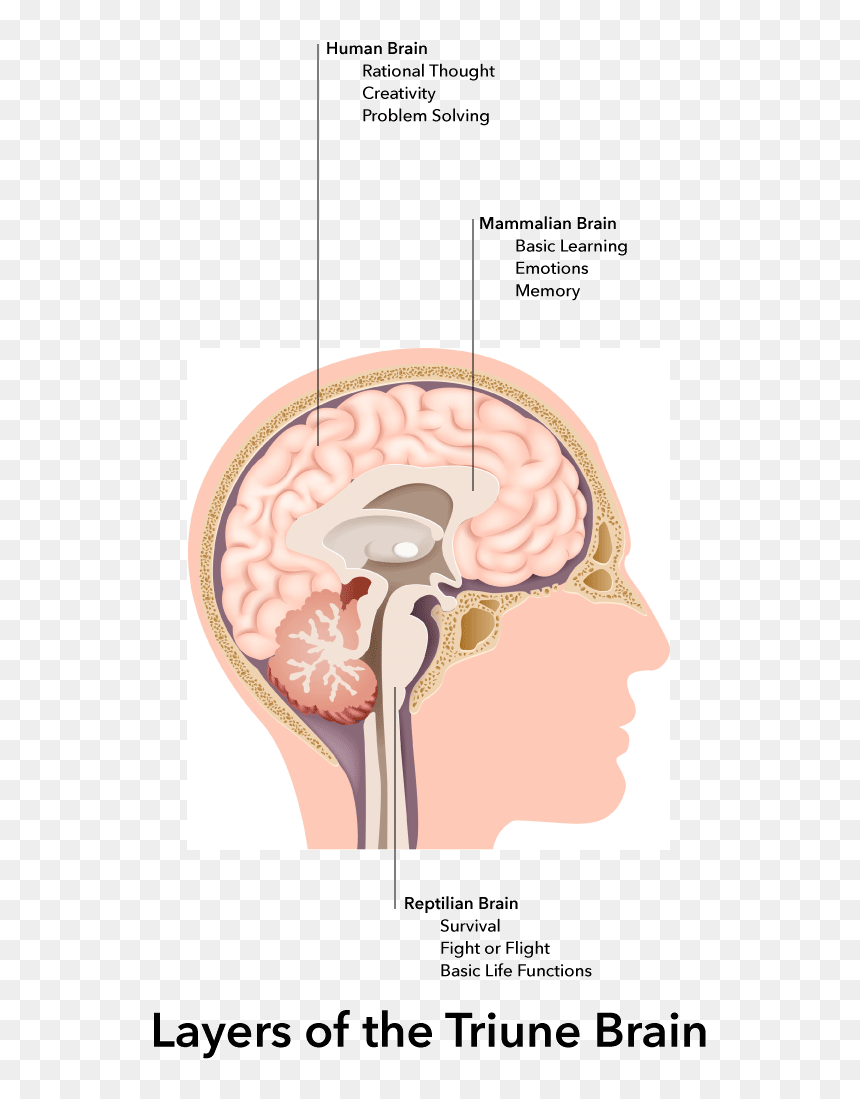 Our Unconscious Cognitive And Emotional Thinking Happens - What's A Craniotomy, HD Png Download - thinking brain png