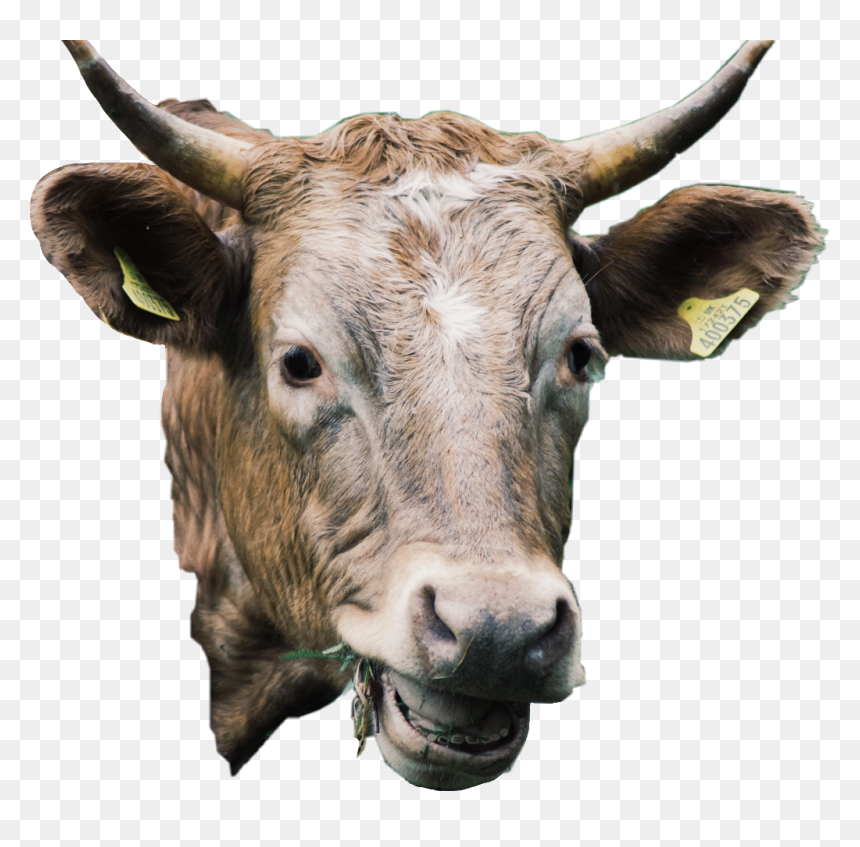#cow #animal #cute #cattle #livestock #freetoedit - Bull, HD Png Download - cute cow png