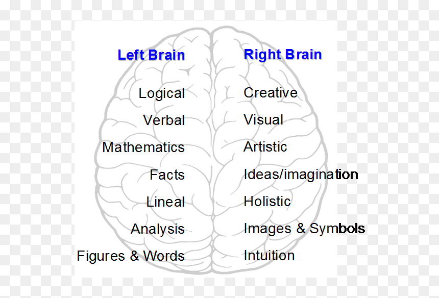 Left And Right Brain - Left And Right Brain Hemispheres, HD Png Download - thinking brain png