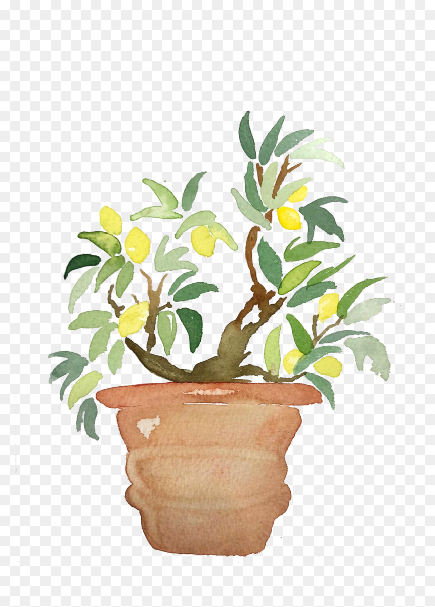 Lemon Tree - Flowerpot, HD Png Download - lemon tree png