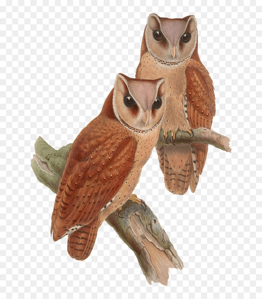 Owls Sitting On A Branch - Vintage Owl Png, Transparent Png - png owl