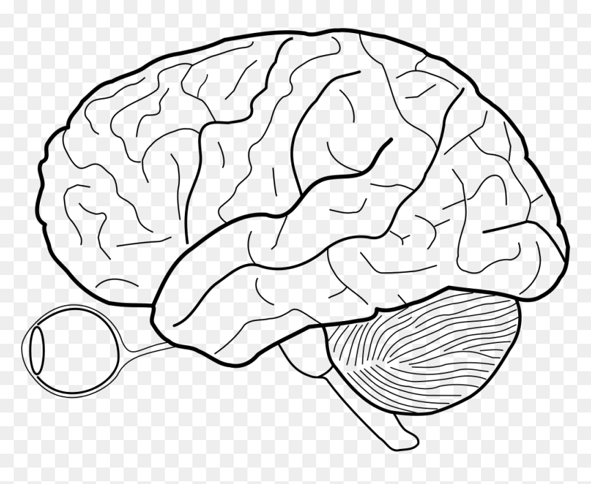 Filehuman Brain Sketch With Eyes And Cerebrellum - Blank Cerebral Cortex Diagram, HD Png Download - realistic eye png