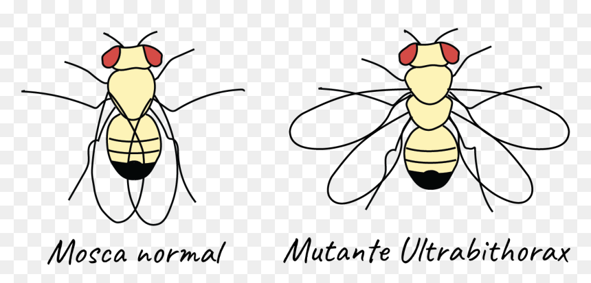 Mutacion De La Mosca De La Fruta , Png Download - Mutacion De La Mosca De La Fruta, Transparent Png - mosca png