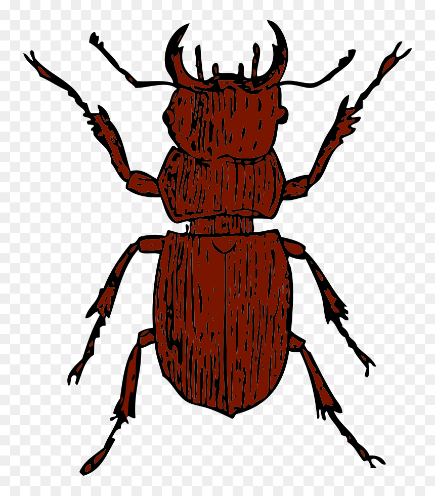 Vw At Getdrawings Com - Stag Beetle Clipart, HD Png Download - mosca png