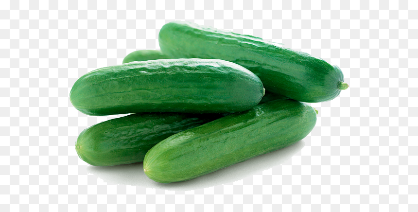 Gourd, And Melon Gherkins,zucchini,summer Squash,scarlet - Cucumber Png, Transparent Png - gourd png