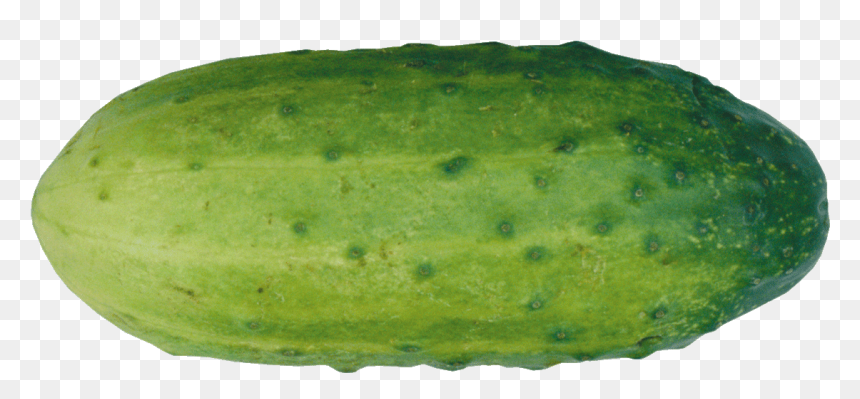 Single Cucumber Free Png Image - Gourd, Transparent Png - gourd png
