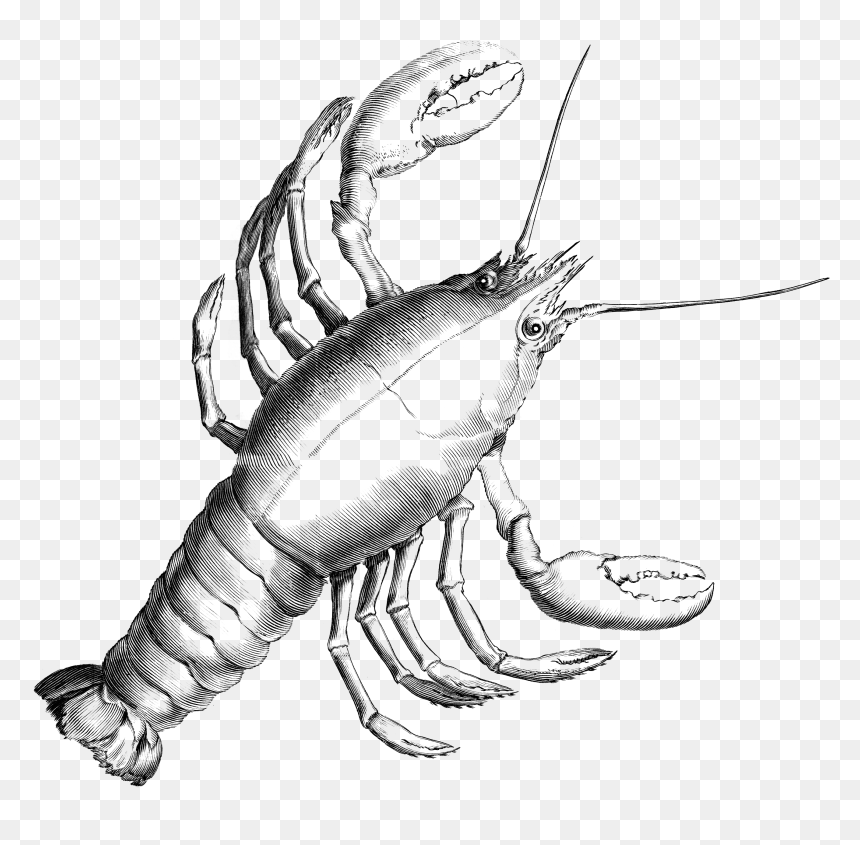 Clipart Cancer Black And White, HD Png Download - crayfish png