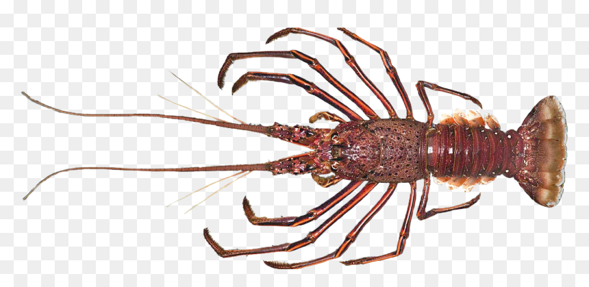 Lobster, HD Png Download - crayfish png