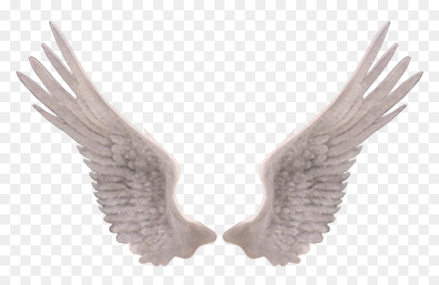 Feather - Aile D Ange Montage, HD Png Download - bird wing png