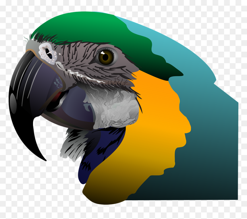 Parrot Tropical Bird Free Photo - Олівцем Карандашом Квіти Як Малювати Картини, HD Png Download - bird wing png