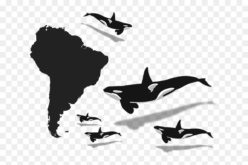 Orca Clipart Minke Whale - Curitiba In Brazil Map, HD Png Download - whale silhouette png