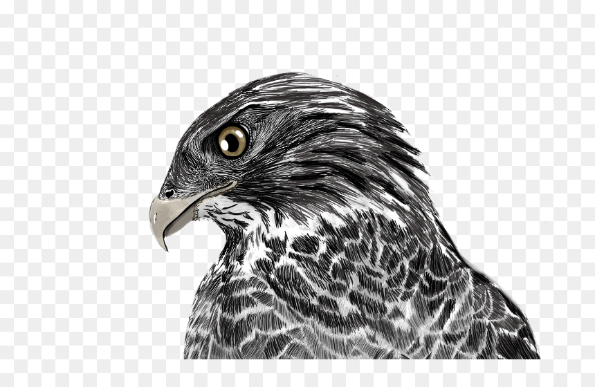 Hawk Illustration Mydrawing Animal Bird Freetoedit - Harrier, HD Png Download - falco melee png