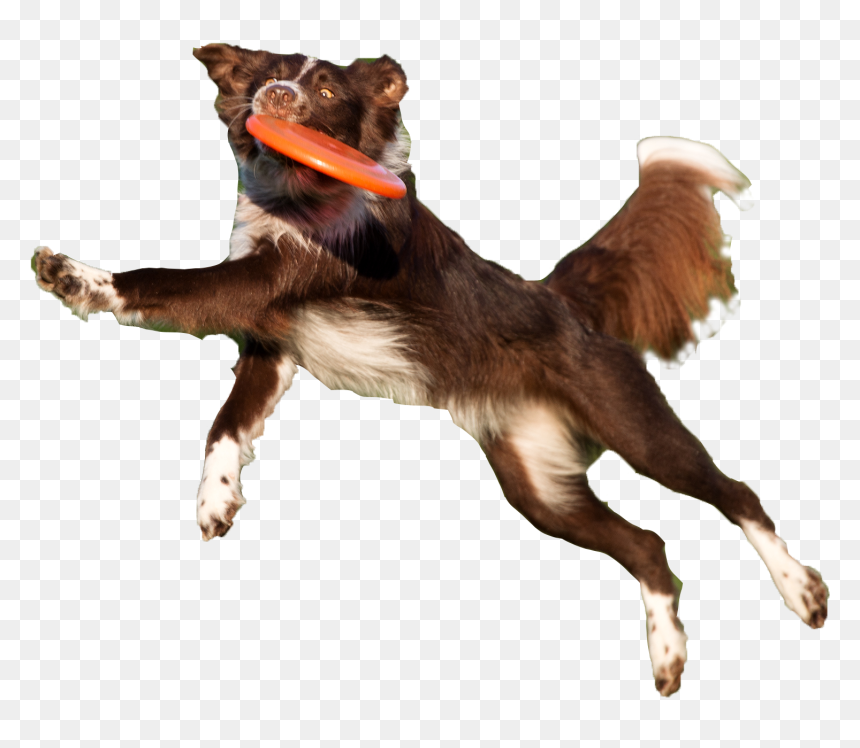 Dog Catches Something, HD Png Download - jumping dog png
