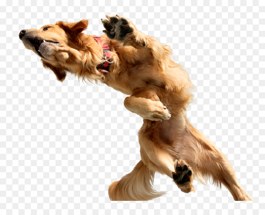 Dose, HD Png Download - jumping dog png
