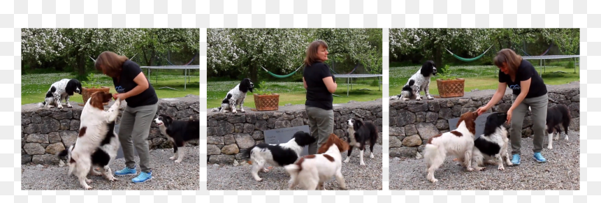French Spaniel, HD Png Download - jumping dog png