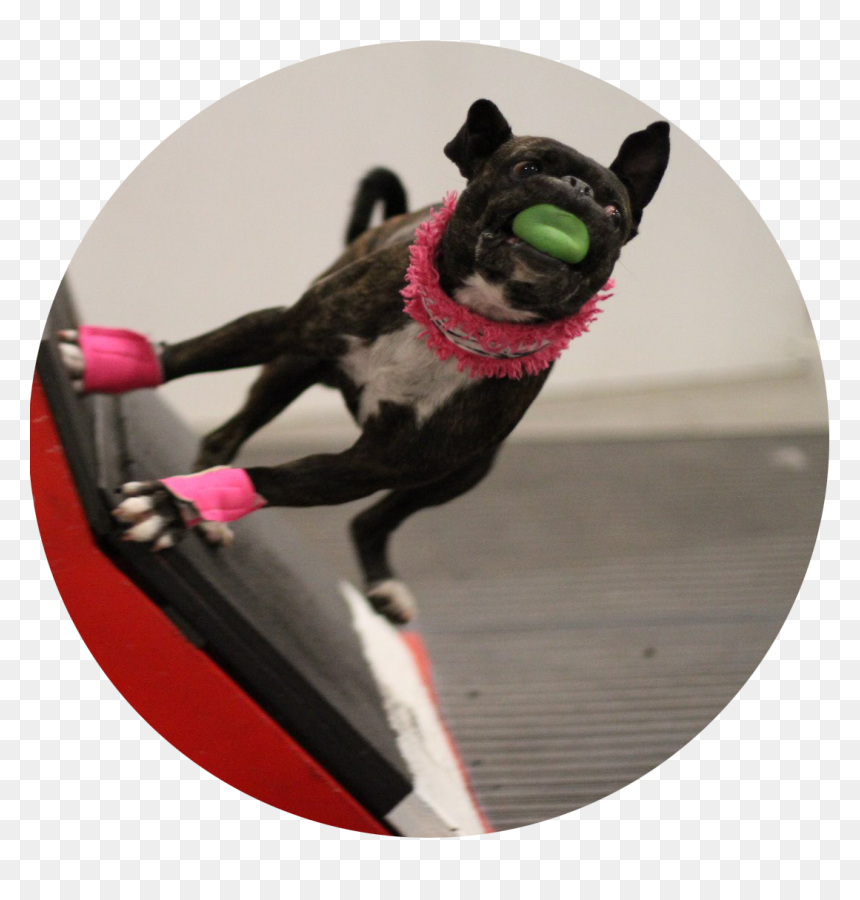 Dog Flyball, HD Png Download - jumping dog png