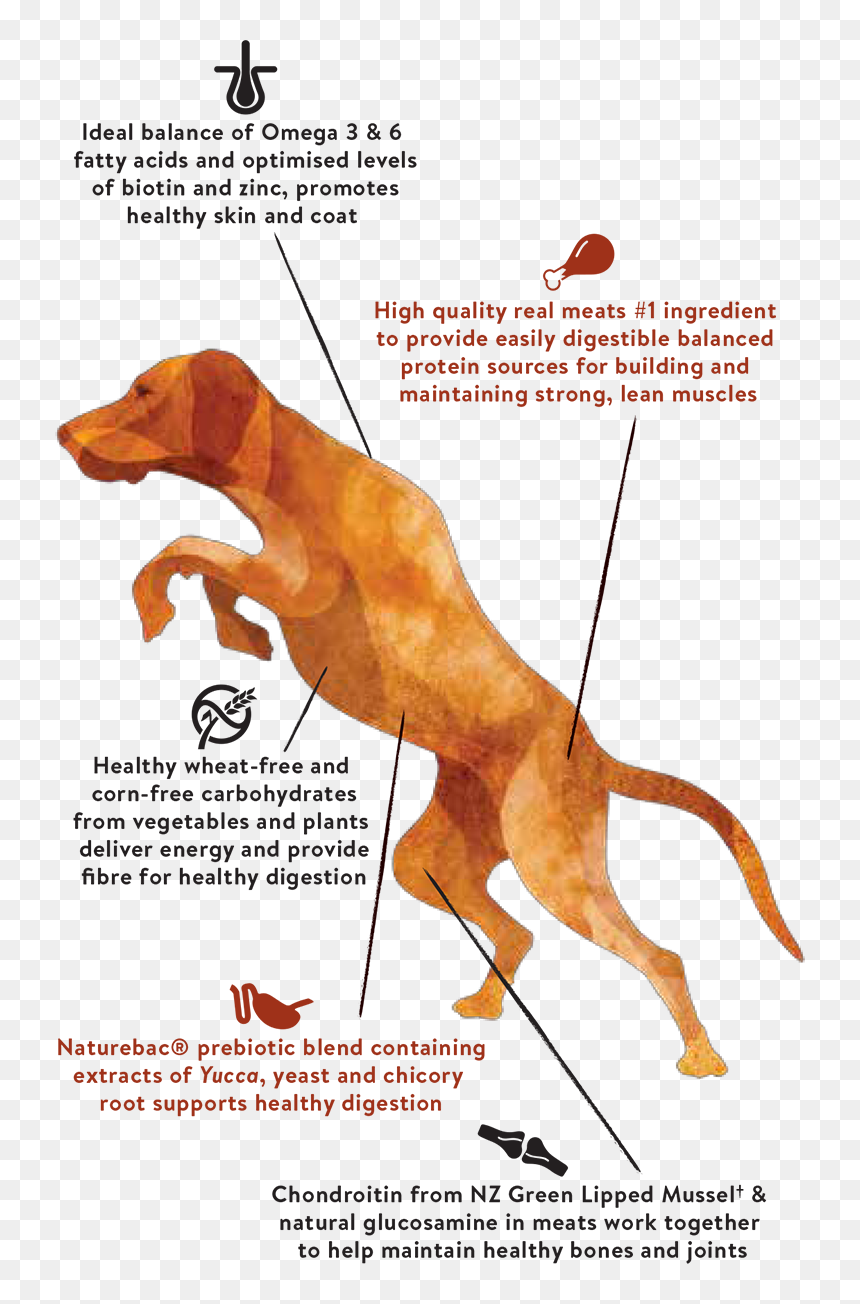 Not Contained In Single Meat Protein Range - Dog Jumping Muscles, HD Png Download - jumping dog png