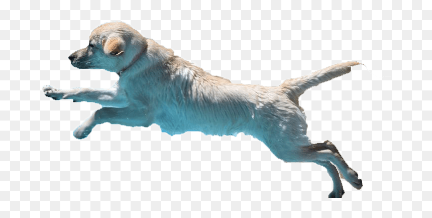 Labrador Retrievers - Dog Catches Something, HD Png Download - jumping dog png