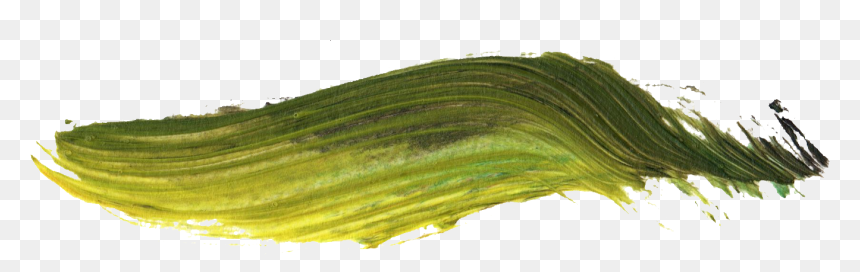 Hierochloe, HD Png Download - perennial png