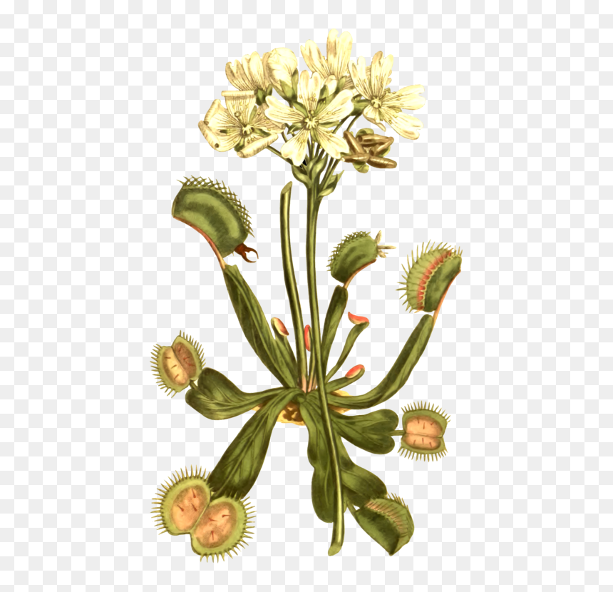 Venus Flytrap Botany Carnivorous Plant Botanical Illustration - Venus Fly Trap Curtis Botanical Magazine, HD Png Download - perennial png