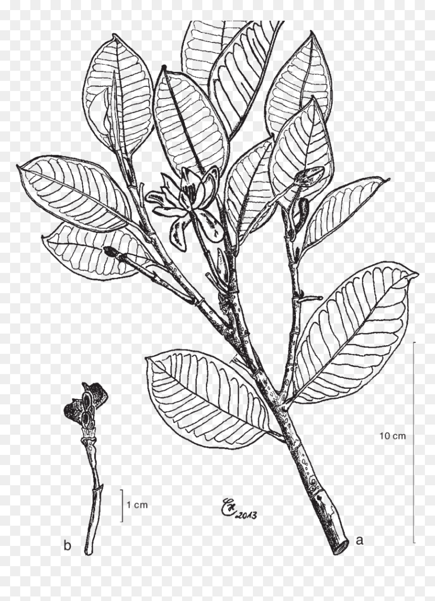 Magnolia Sulawesiana, HD Png Download - noot noot png