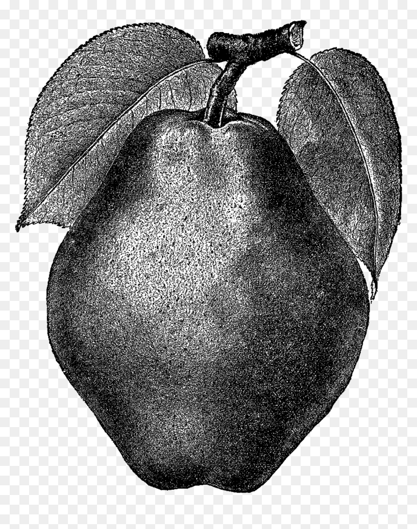 Hardy Kiwi, HD Png Download - pear png