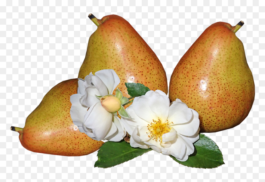 Körte Png, Transparent Png - pear png