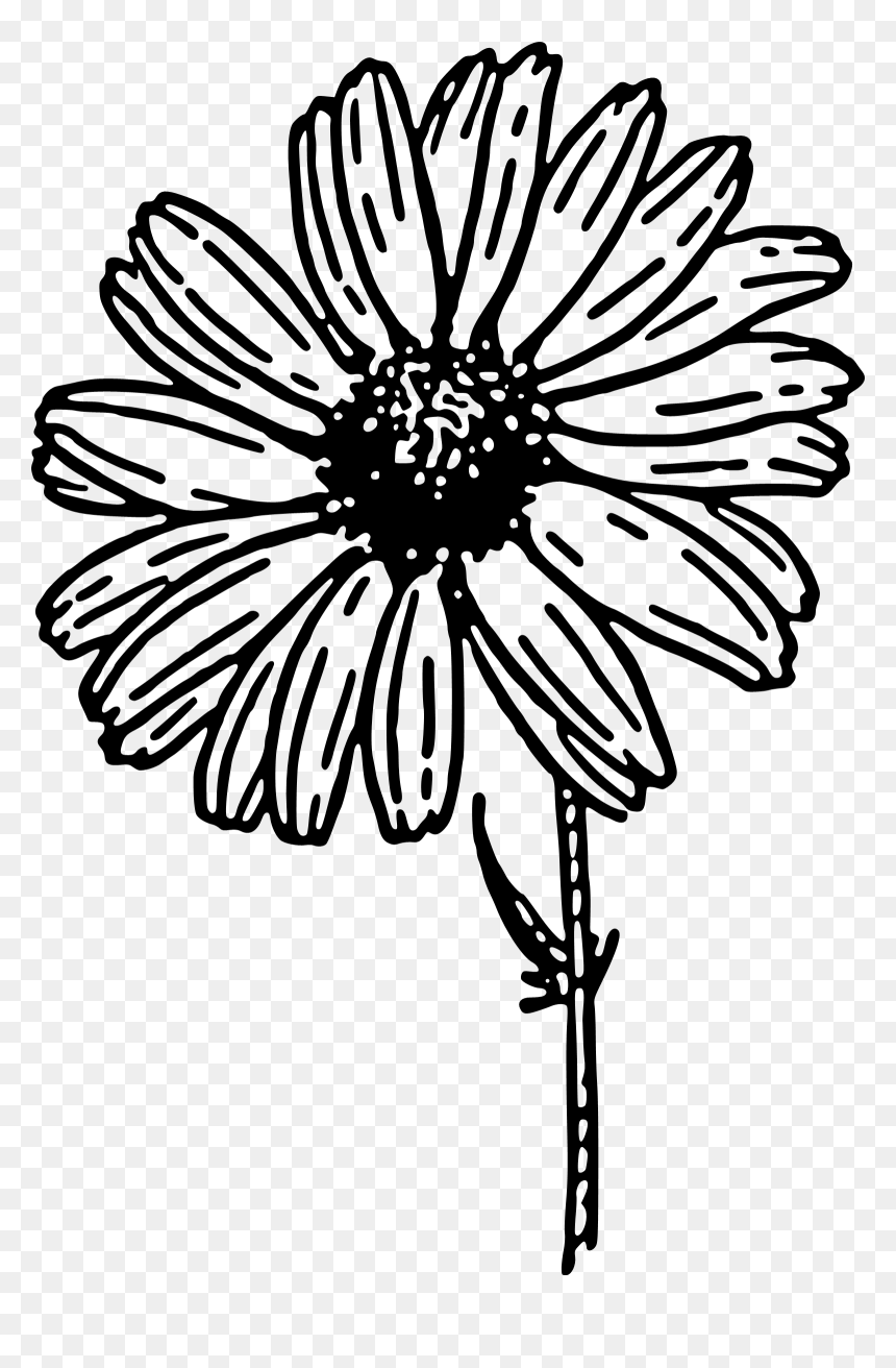 Daisy Black And White, HD Png Download - spring flowers png