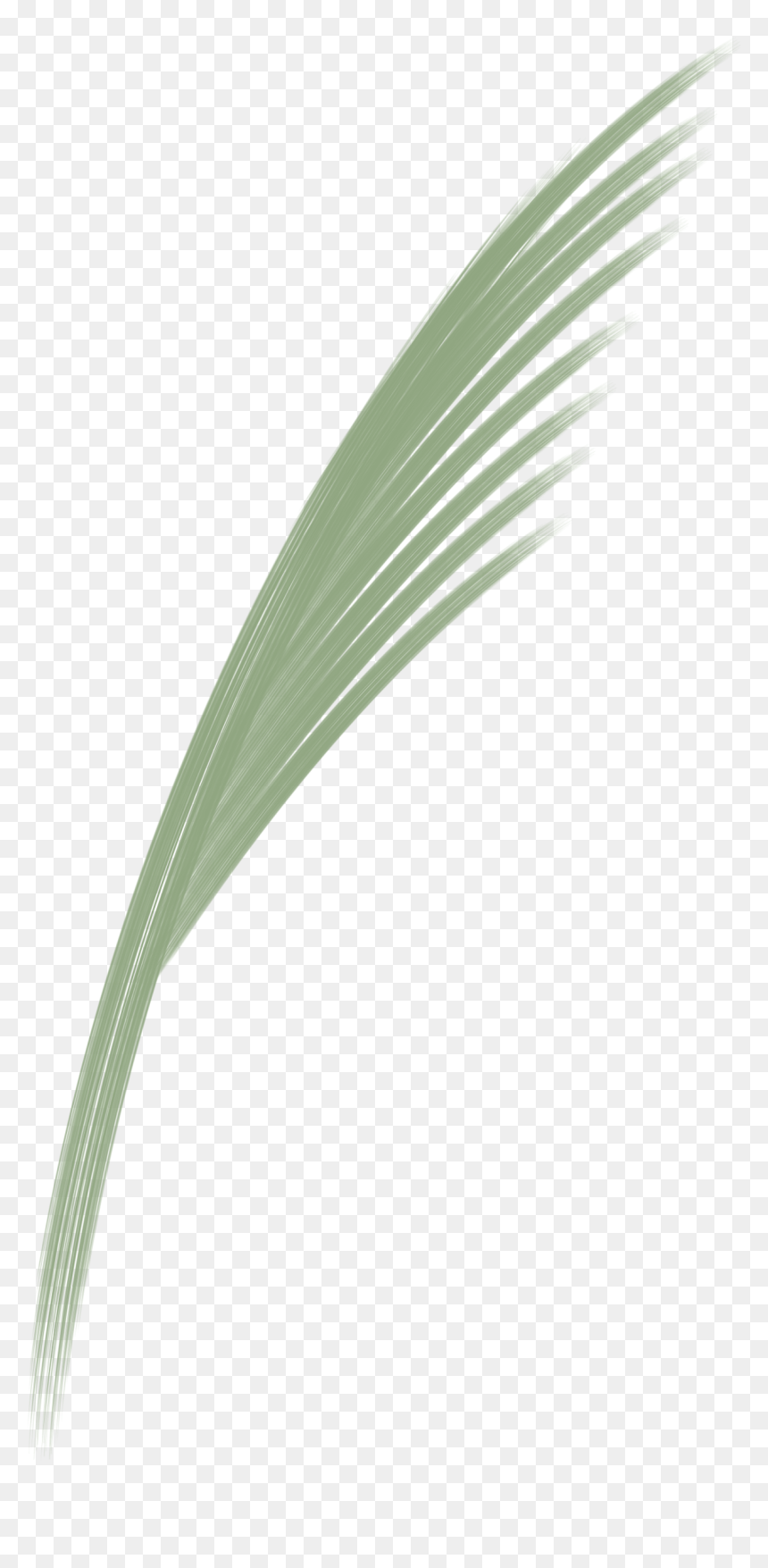 Pond Pine, HD Png Download - ornamental grass png