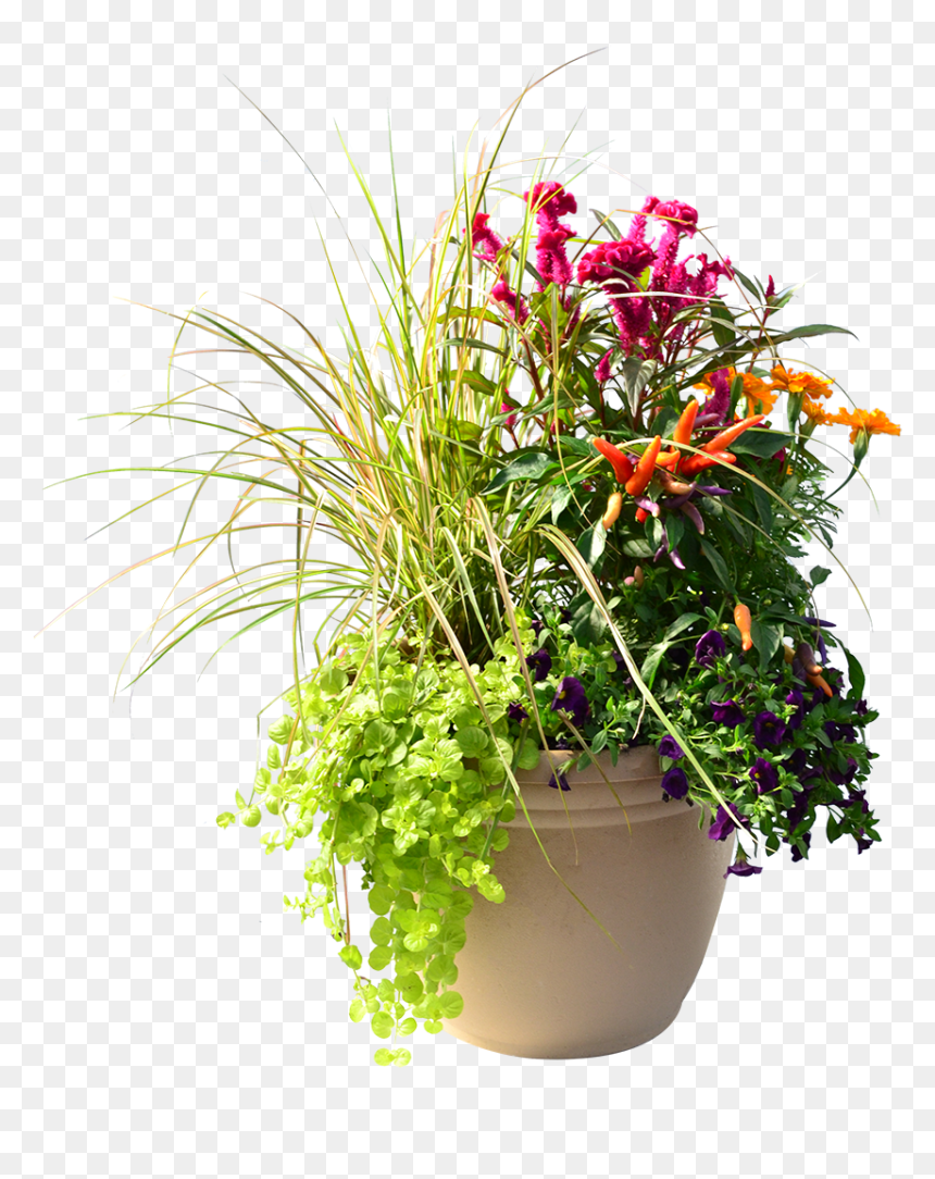 Flowerpot, HD Png Download - ornamental grass png