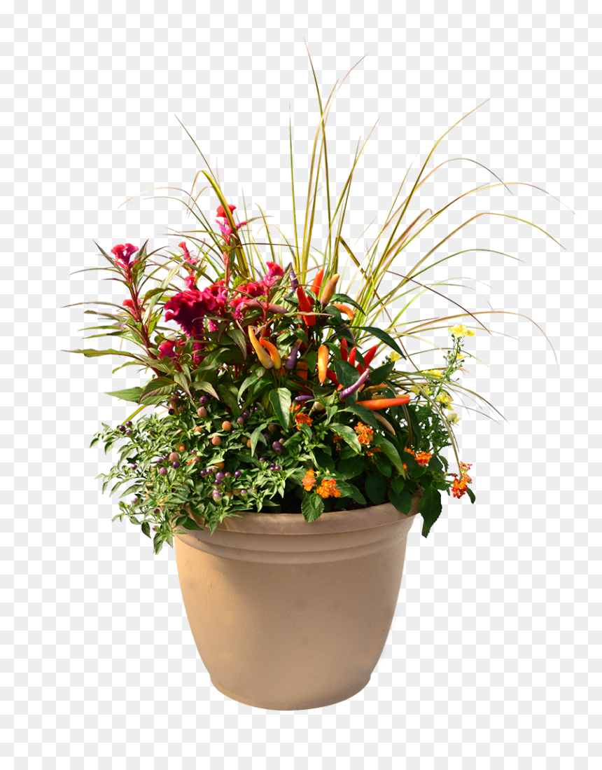 Flowerpot, HD Png Download - ornamental grass png