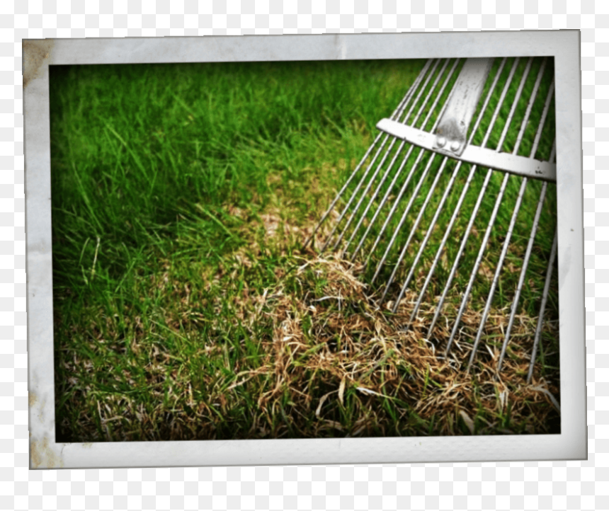 Dethatcher, HD Png Download - ornamental grass png