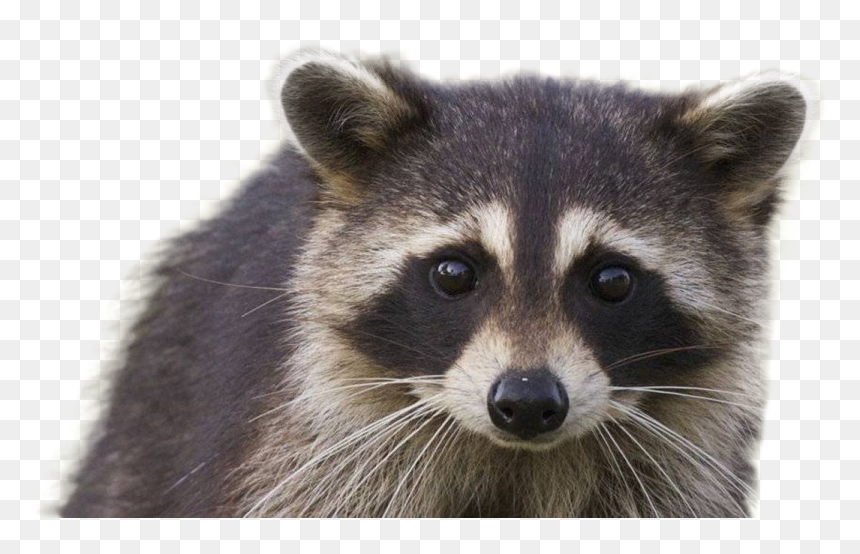Raccoon, HD Png Download - raccoon png